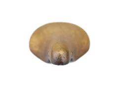 San Marco Rolls Saddle